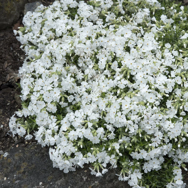 Snowflake Creeping Phlox - Phlox Subulata Phlox Plant - 1 gallon pot