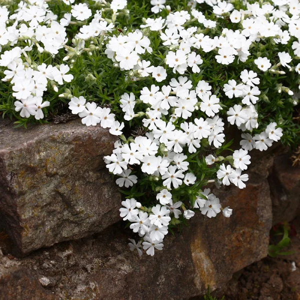 Snowflake Creeping Phlox - Phlox Subulata Phlox Plant - 1 gallon pot