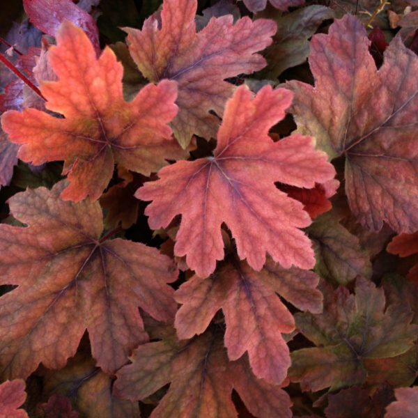 Sweet Tea Foamy Bells - Heucherella Plant - 1 quart pot