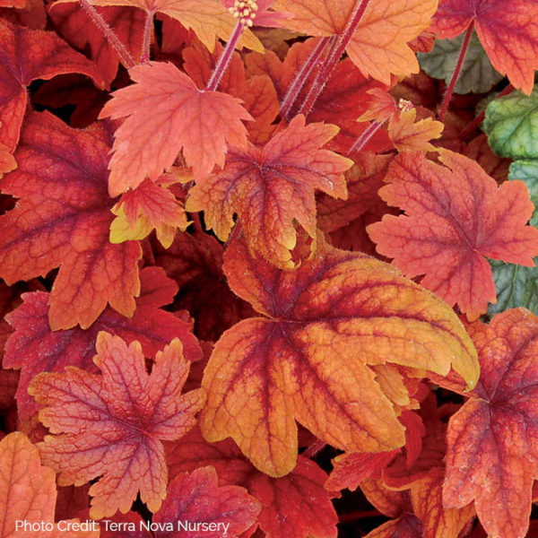 Sweet Tea Foamy Bells - Heucherella Plant - 1 quart pot