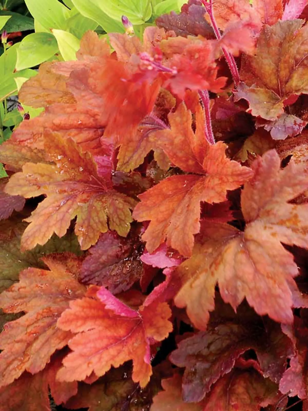 Sweet Tea Foamy Bells - Heucherella Plant - 1 quart pot