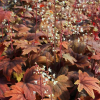 Sweet Tea Foamy Bells - Heucherella Plant - 1 quart pot
