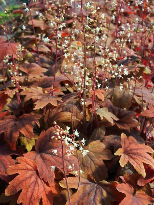 Sweet Tea Foamy Bells - Heucherella Plant - 1 quart pot