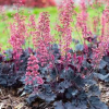 Timeless Night Coral Bells - Heuchera Plant - 1 gallon pot