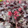 Timeless Night Coral Bells - Heuchera Plant - 1 gallon pot