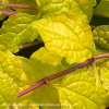 Tropical Toucan Ajuga Bugleweed Plant by Feathered Friends™ - 4 inch pot