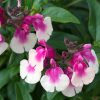 Bicolor Rose Autumn Sage - Salvia Greggii Plant by Mirage™­ - 1 quart pot