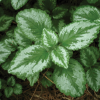 Yellow Archangel - Golden Dead Nettle - Herman's Pride - Lamiastrum Galeobdolon Variegatum Plant - 4 inch pot