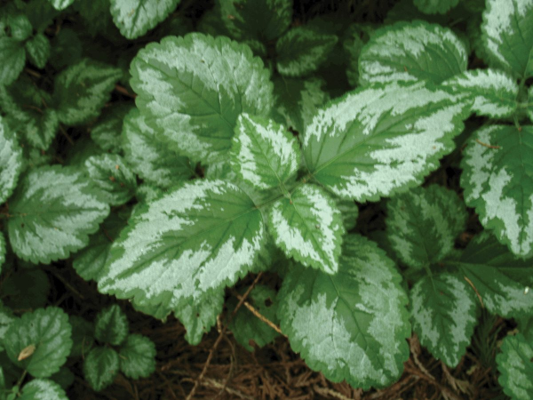 Yellow Archangel - Golden Dead Nettle - Herman's Pride - Lamiastrum Galeobdolon Variegatum Plant - 4 inch pot